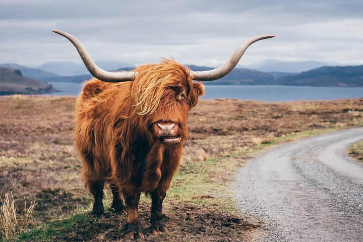 Highland Coos